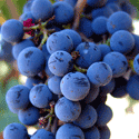 Marketing del vino